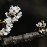 冬の桜