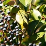 トウネズミモチの実を食べるメジロ