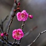 寒波に負けるな！：八重寒紅(梅）