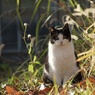 午後の猫（黒白）