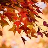師走紅葉２