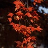 師走紅葉４