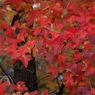 Area Red