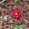 P1050410