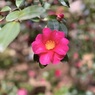 IMG_3520