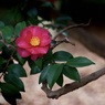 P1050414