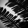 ノコギリヘラシダ（モノクロ）