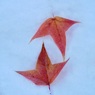 雪の中の色