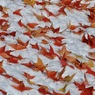 雪彩