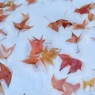 DANCE ON THE SNOW 1