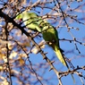 上野の森に帰化鳥