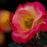 １ヶ月版　５月　淡麗に咲き誇る春薔薇