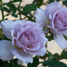 １ヶ月版　９月　薄紫の秋薔薇