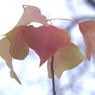 １ヶ月版　１０月　