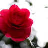 ２ヶ月版　７～８月　紅色の春薔薇