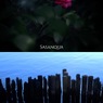サザンカ／水面（組み写真＋ソフトフィルター）