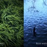 緑の葉／青い水面（組み写真+ソフトフィルター）