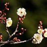 早咲き続々開花中：八重野梅