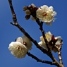 早咲き続々開花中：辻村早咲