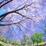 お花見しましょ♪