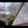 お寺 x 桜。　< IIIIII >
