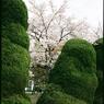 すこしだけよこたわり、さくらを見せようとする木