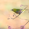 めじろ