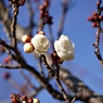 早咲き続々開花中：鴬宿梅
