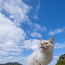 いいお天気ですニャ