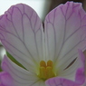 大根花