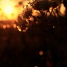 夕暮れのツワブキ