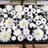 花まいり　1月15日　花手水舎