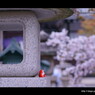 お寺 x 桜。　< IIIIIII >