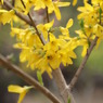 「迎春花」