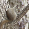 冬の里山で7(リス4)