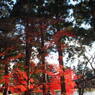 2013　毛越寺庭園