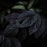 温室の植物