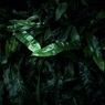 温室の植物