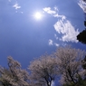 桜三姉妹