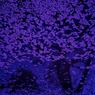 桜水鏡