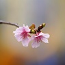 2輪だけフライング開花(カワヅザクラ)