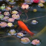 温室の金魚