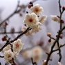 白梅：淡路