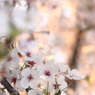 夢桜Ⅵ