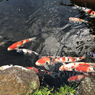 「青が好き」公園で　恋をした..？