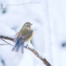 雪の日のルリビタキ♀*1