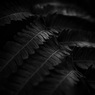 シダ（モノクロ）