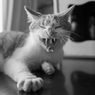 ニャー