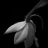 温室内の花（モノクロ）