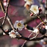 早咲きの梅：古今集